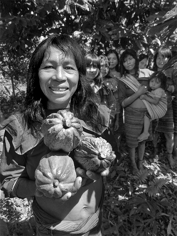 De la selva indígena su chocolate